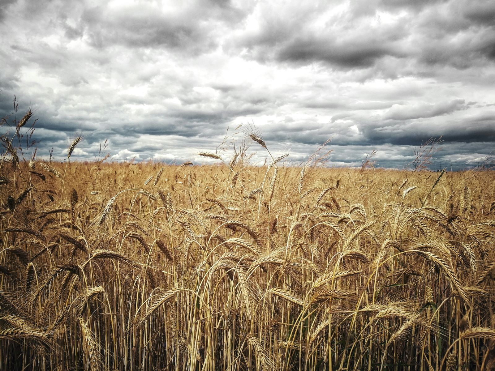 Wheat Gains Holding at Wednesday’s Midday